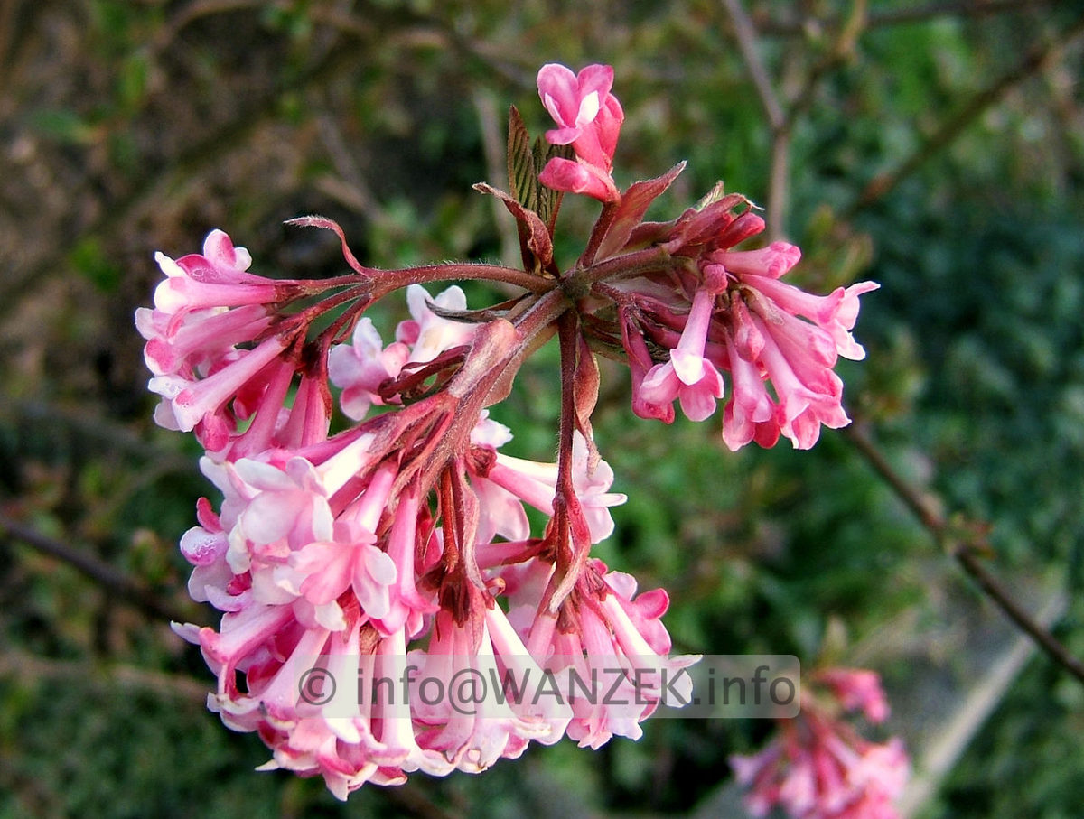 Viburnum bodnantense Dawn 01 Bluete.jpg